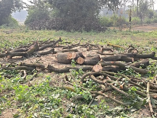 कोतवाली के पीछे रातों-रात उजड़ गया आम का बाग, 20 से अधिक पेड़ों पर चली आरी