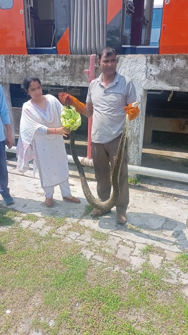 वंदे भारत के कोच में घुसने की कोशिश कर रहा था दस फीट लंबा अजगर,